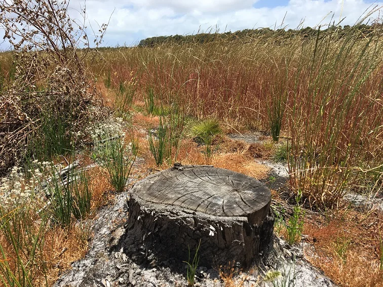 Stump in pasture resized.jpg