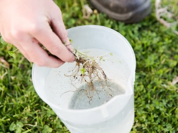 2. Wash roots out in bucket with tap water and place in zip-lock bag to bring to workshop