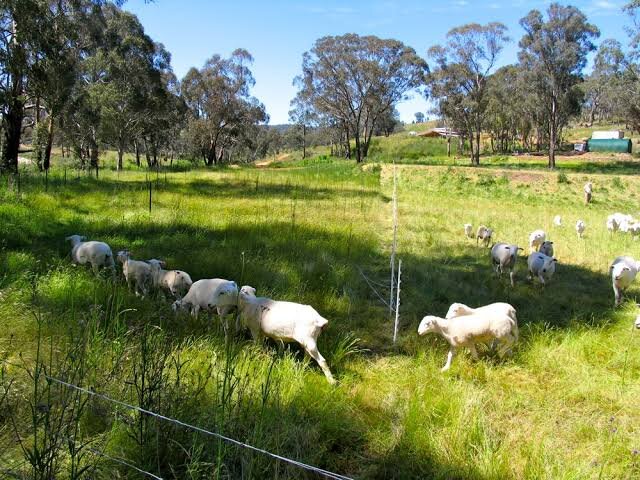 sheep on the move.jpg