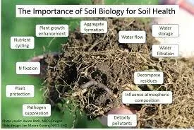 importance of soil biology for health.jpg
