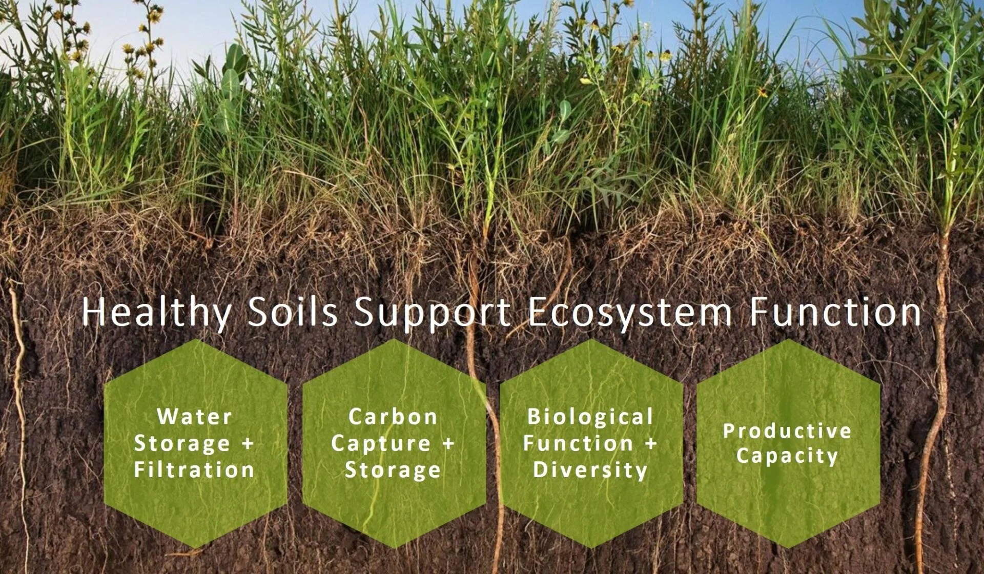 Soil Matters Building Resilience From The Ground Up Lower Blackwood Landcare