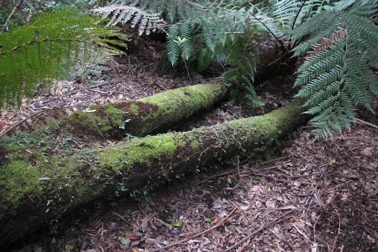 Fern tree legs