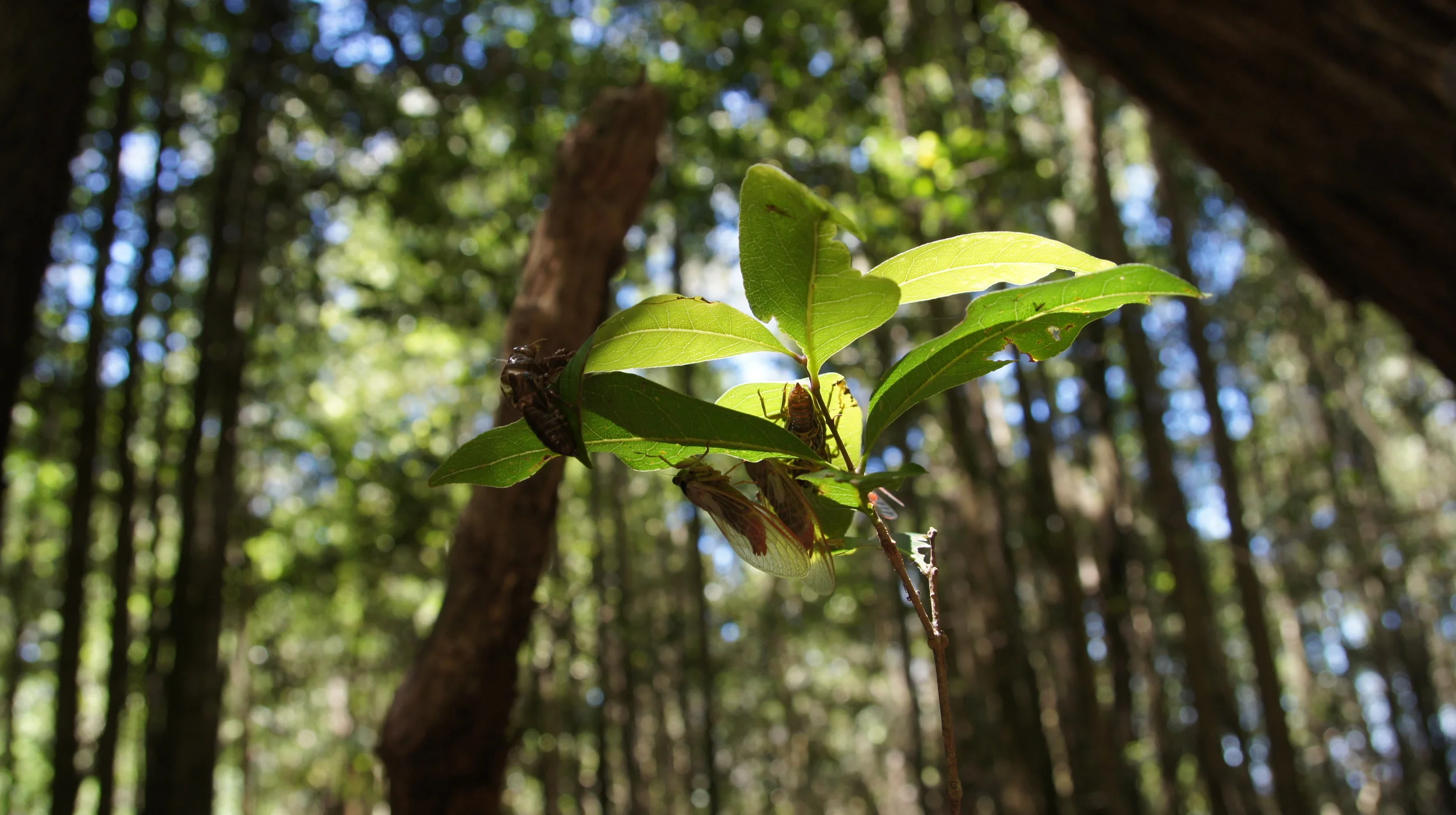Sheltering Cicadas