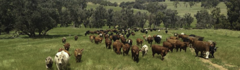 Blackwood Valley Beef