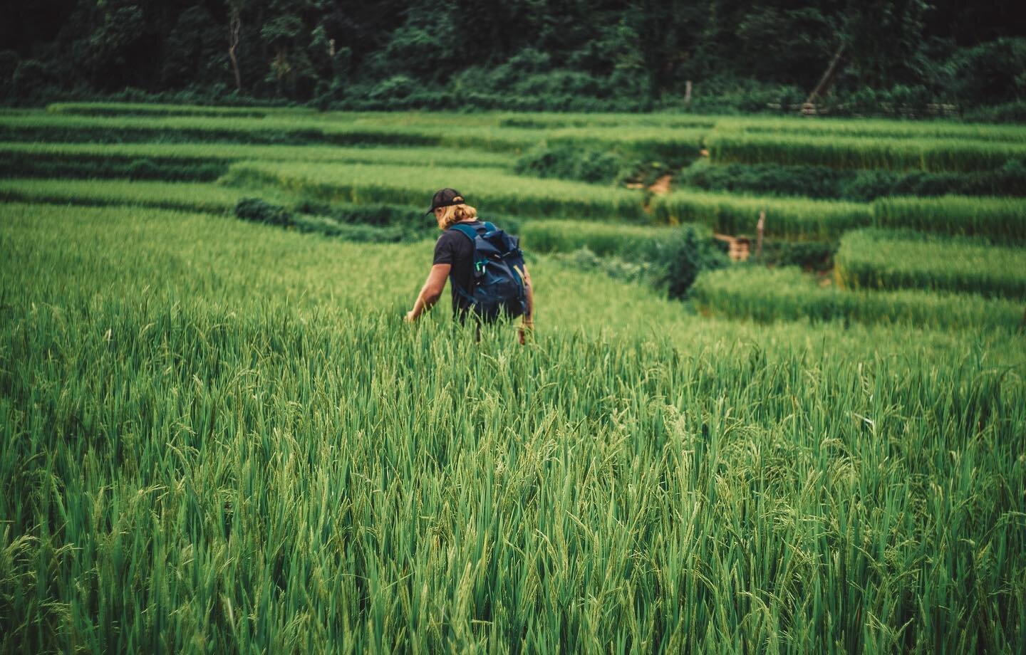 Monsoon rains mean lush and full rice paddies to hike through below Shan State&rsquo;s highest peak.
&bull;
&bull;
@forasiacheers 📸. Brilliant as always!
&bull;
&bull;
#ricepaddy #hiking #hikingadventures #hikingadventure #loileng #greenseason #natu