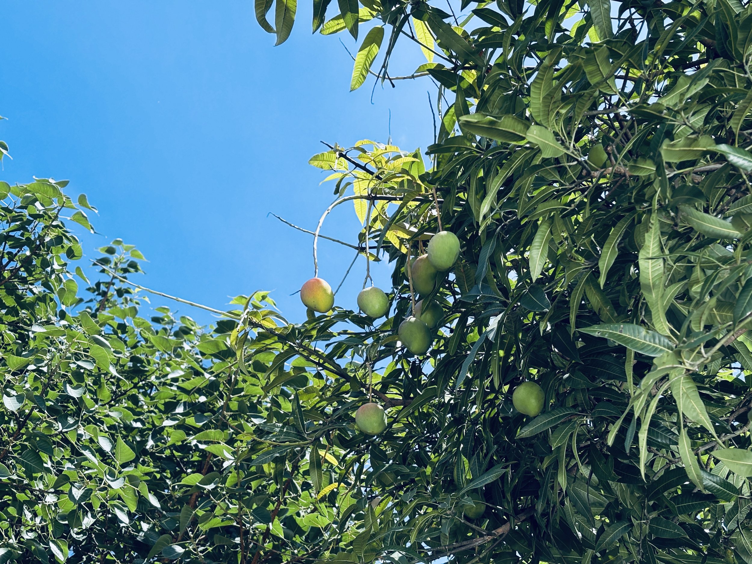 IMG_2583.jpeg