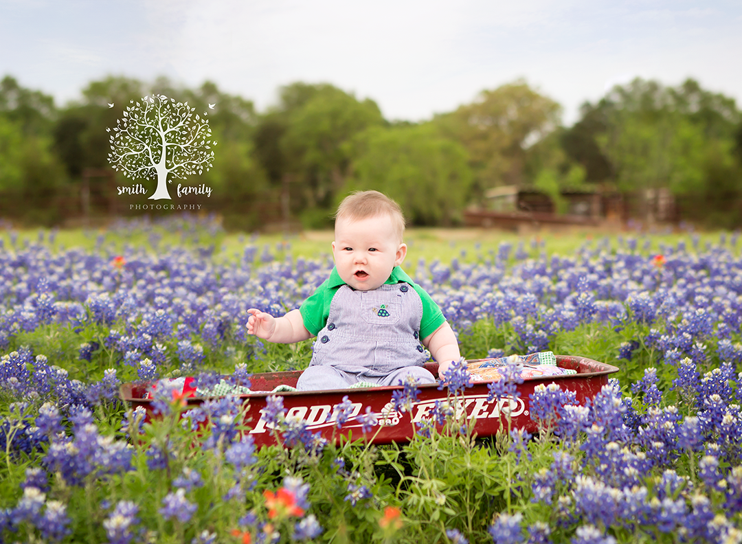 Bluebonnets!  A Texas Tradition.