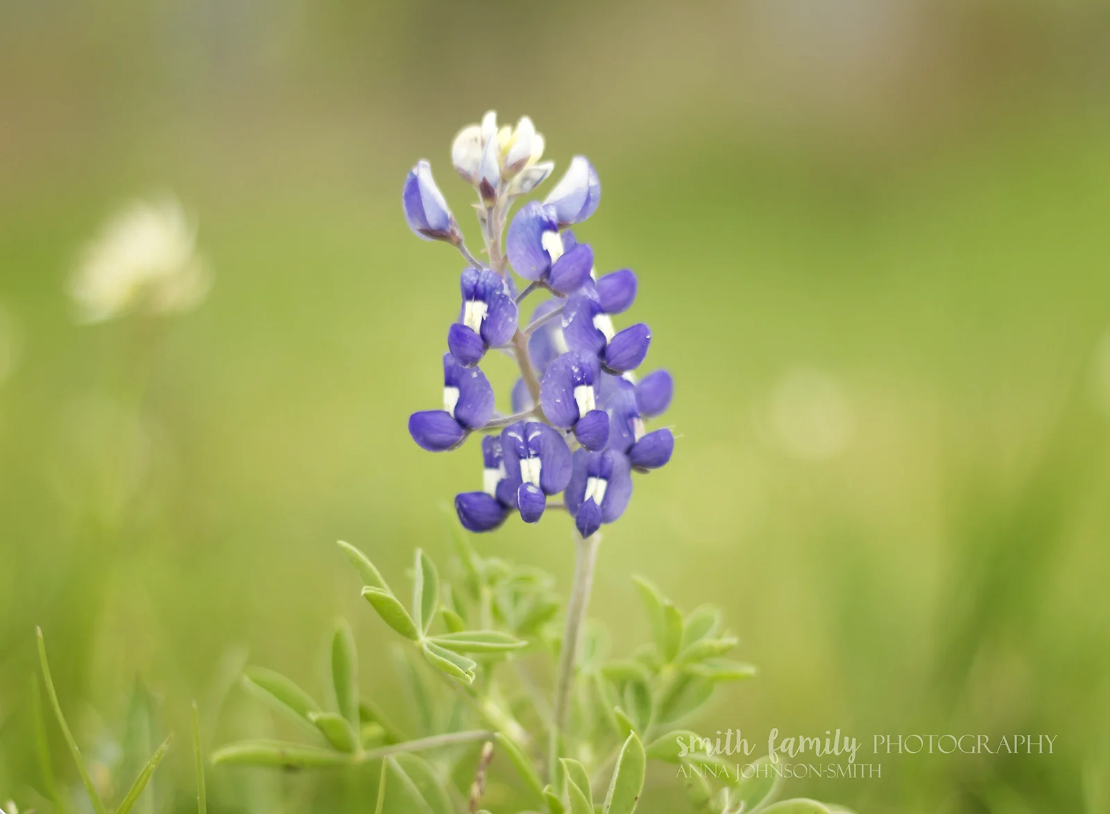 Texas Bluebonnets!
