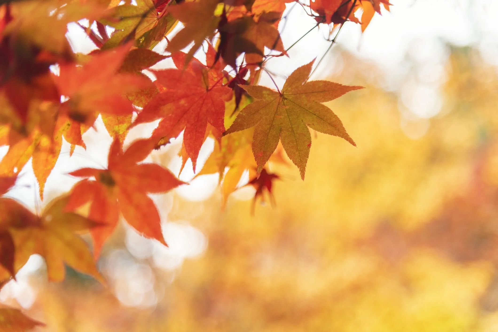 Fall Mini Sessions