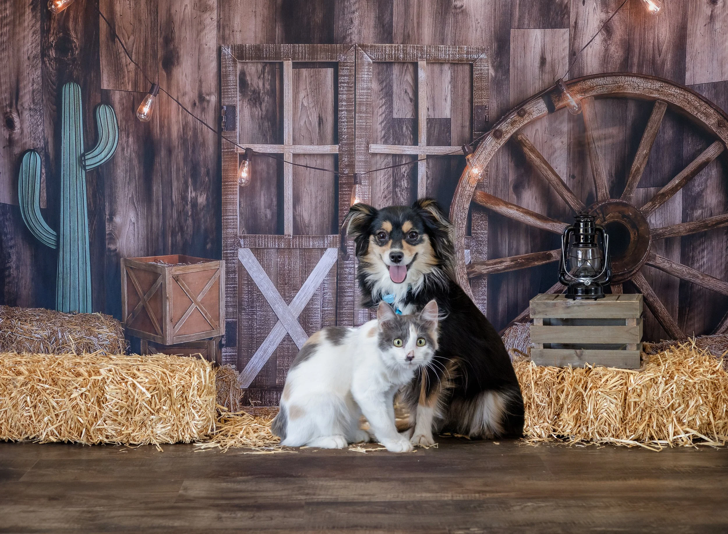 Pet Mini Sessions  