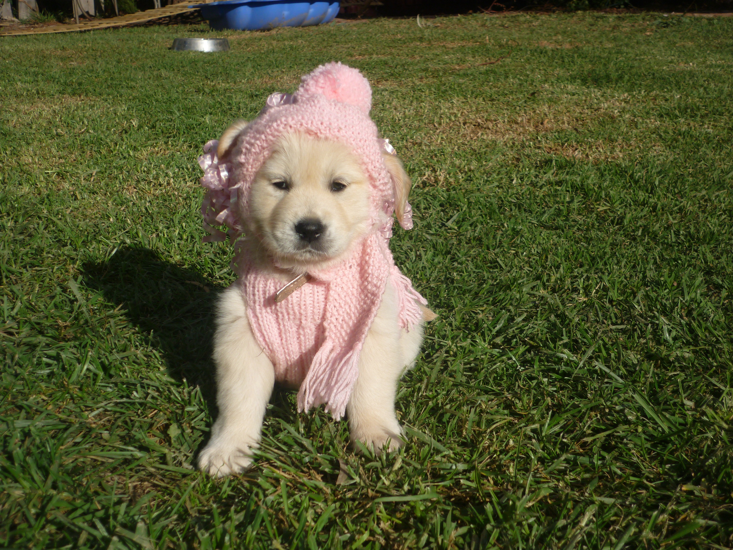 puppies and in there winter clothes 099.jpg