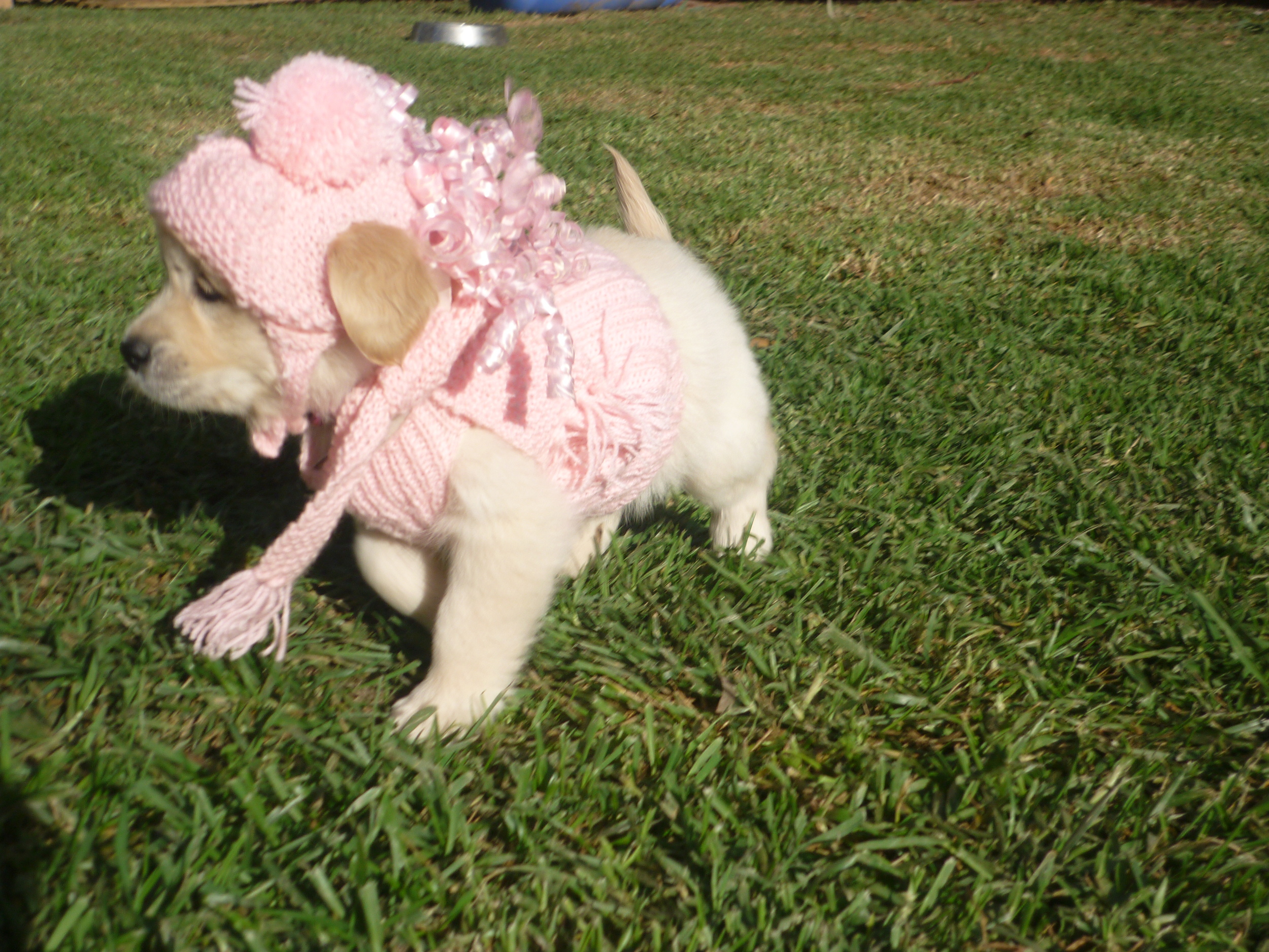 puppies and in there winter clothes 091.jpg