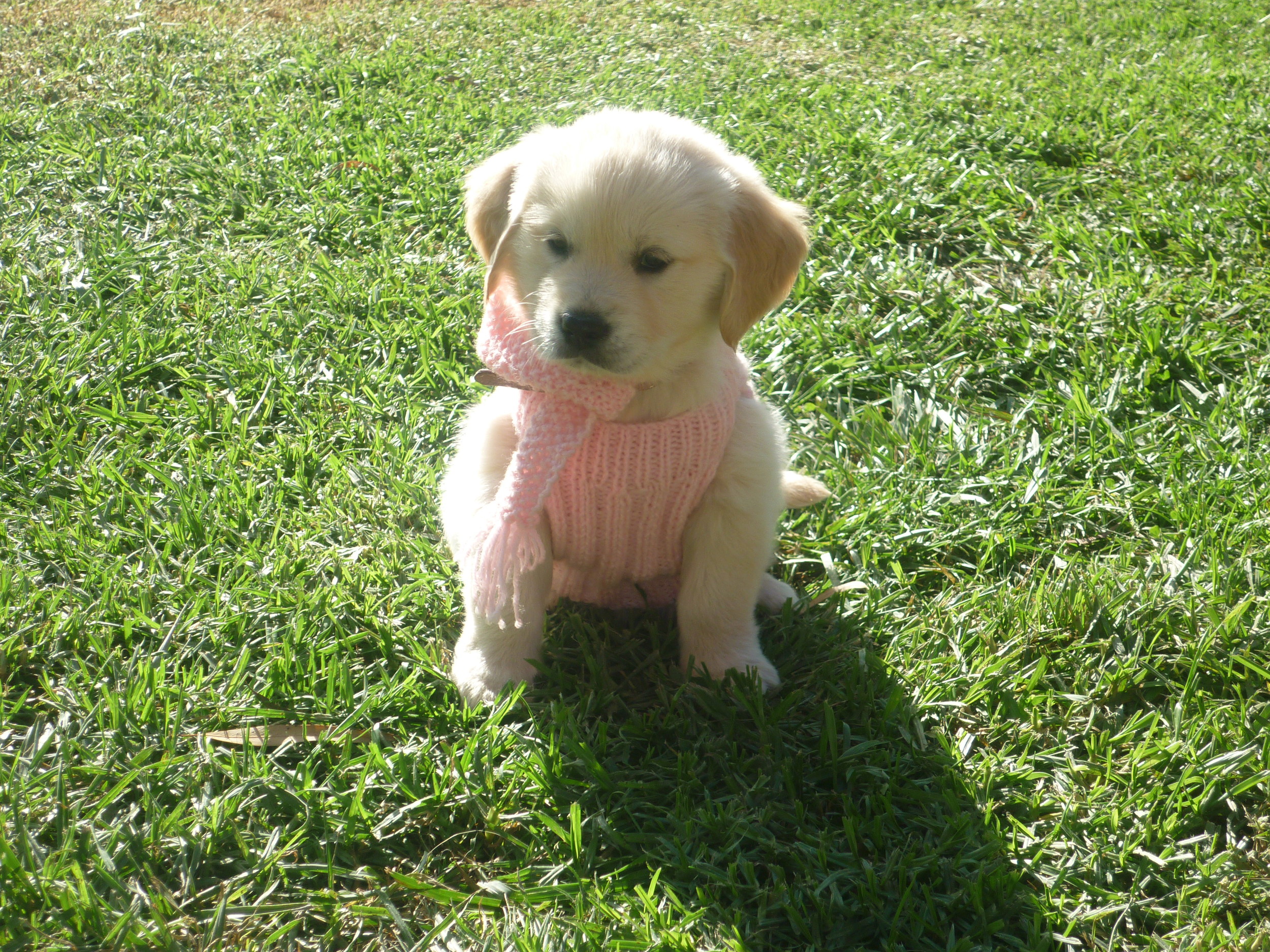 puppies and in there winter clothes 031.jpg