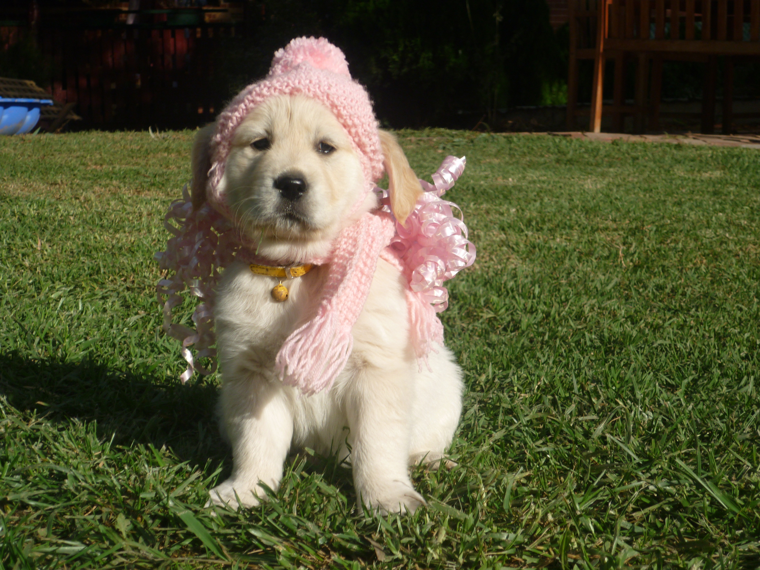 puppies and in there winter clothes 025.jpg