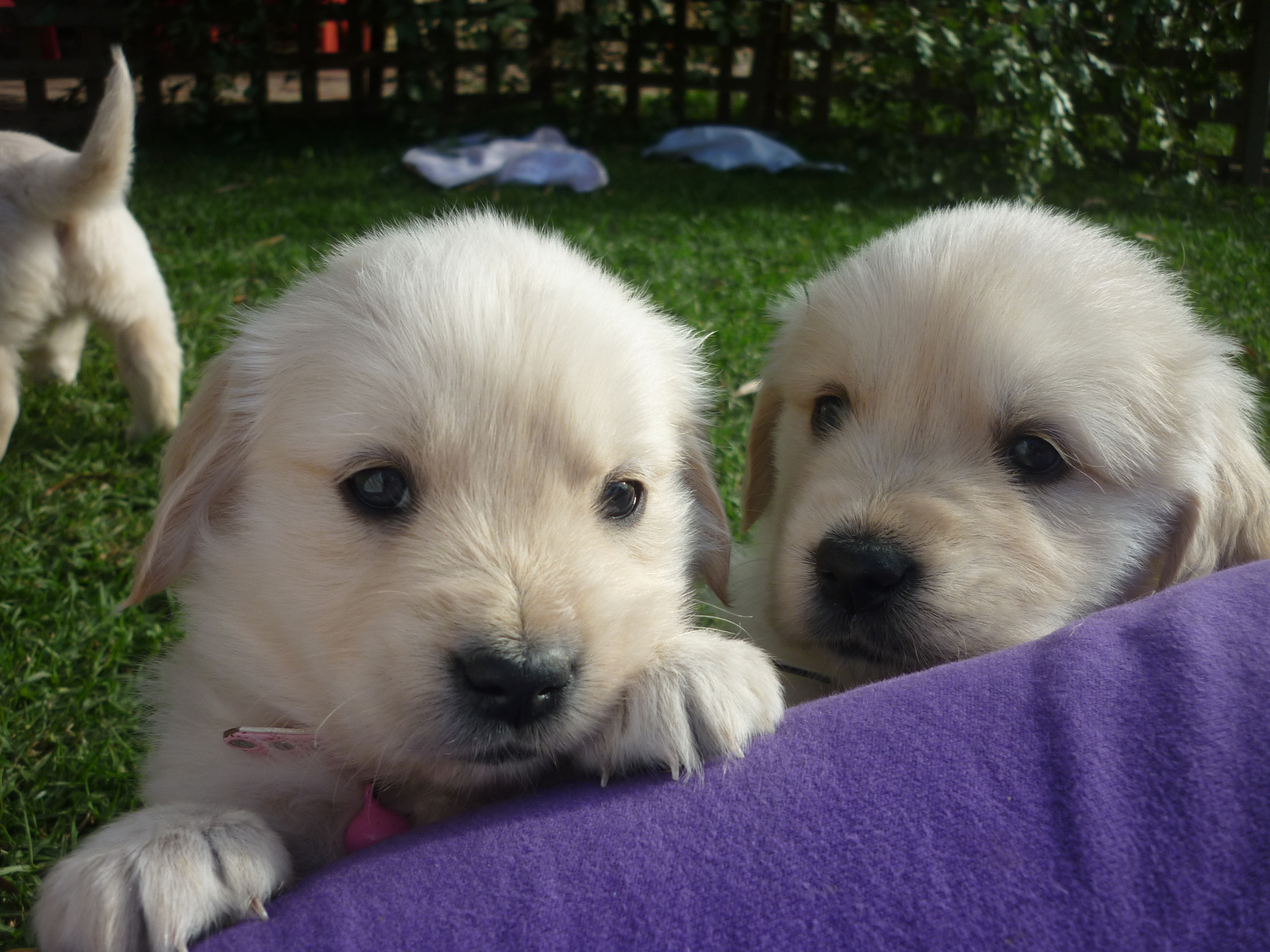 daisy larst puppies 2 nd time playing outside 183.jpg