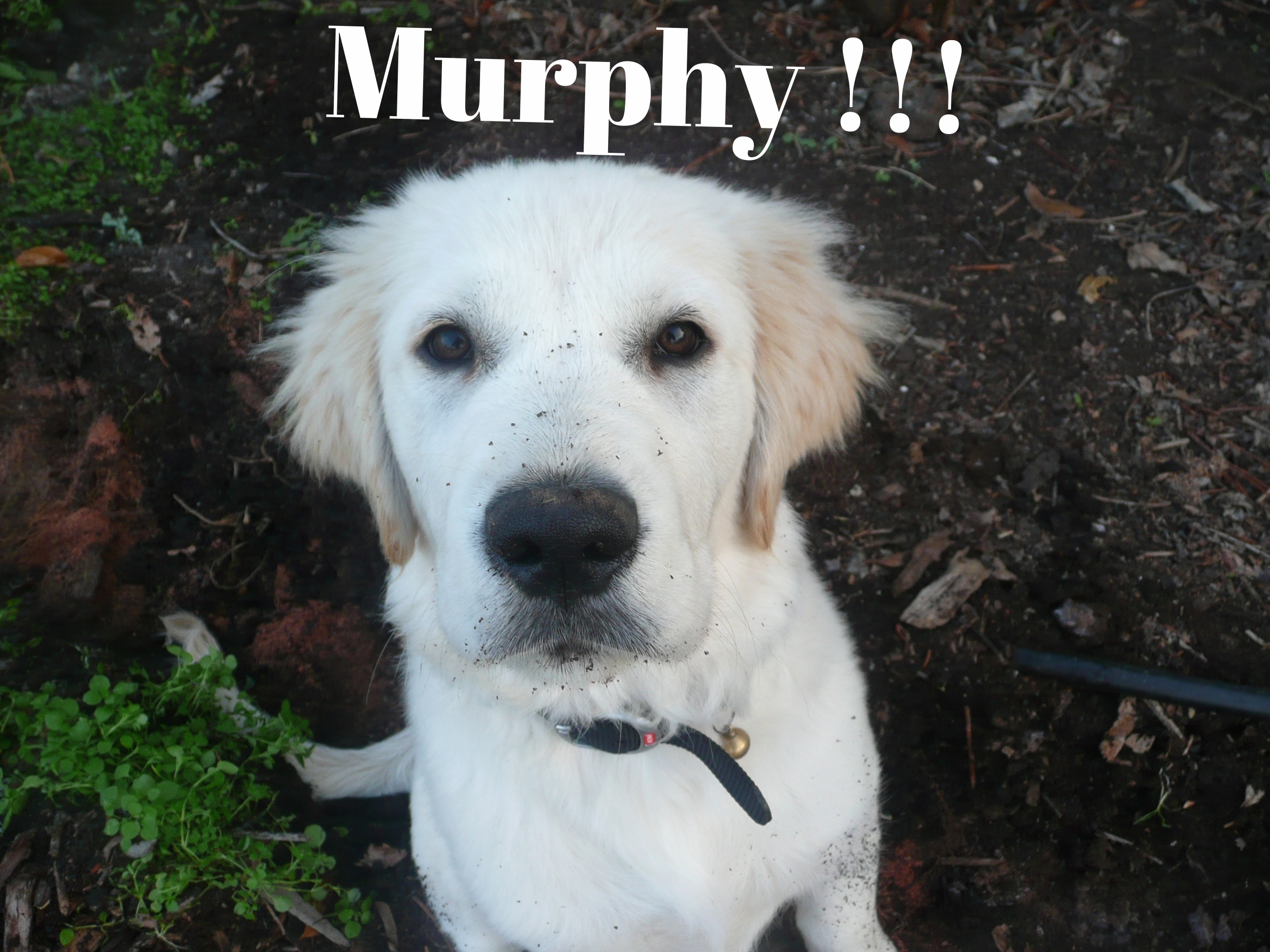 murphy 2.jpg