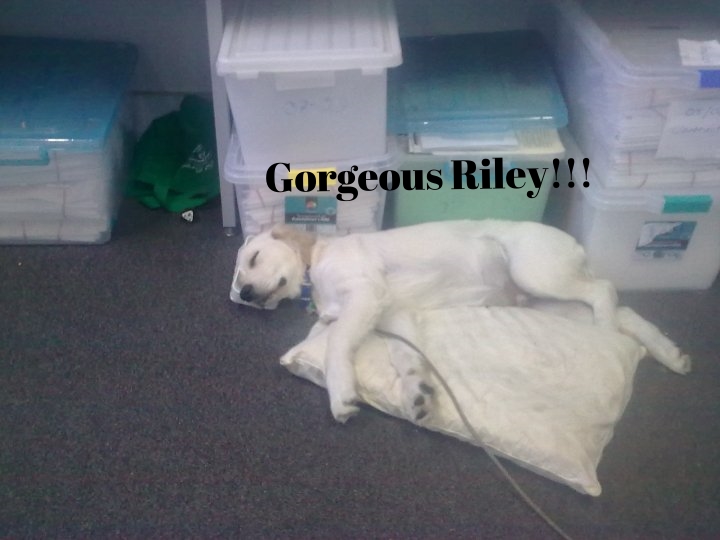 Riley 1.jpg