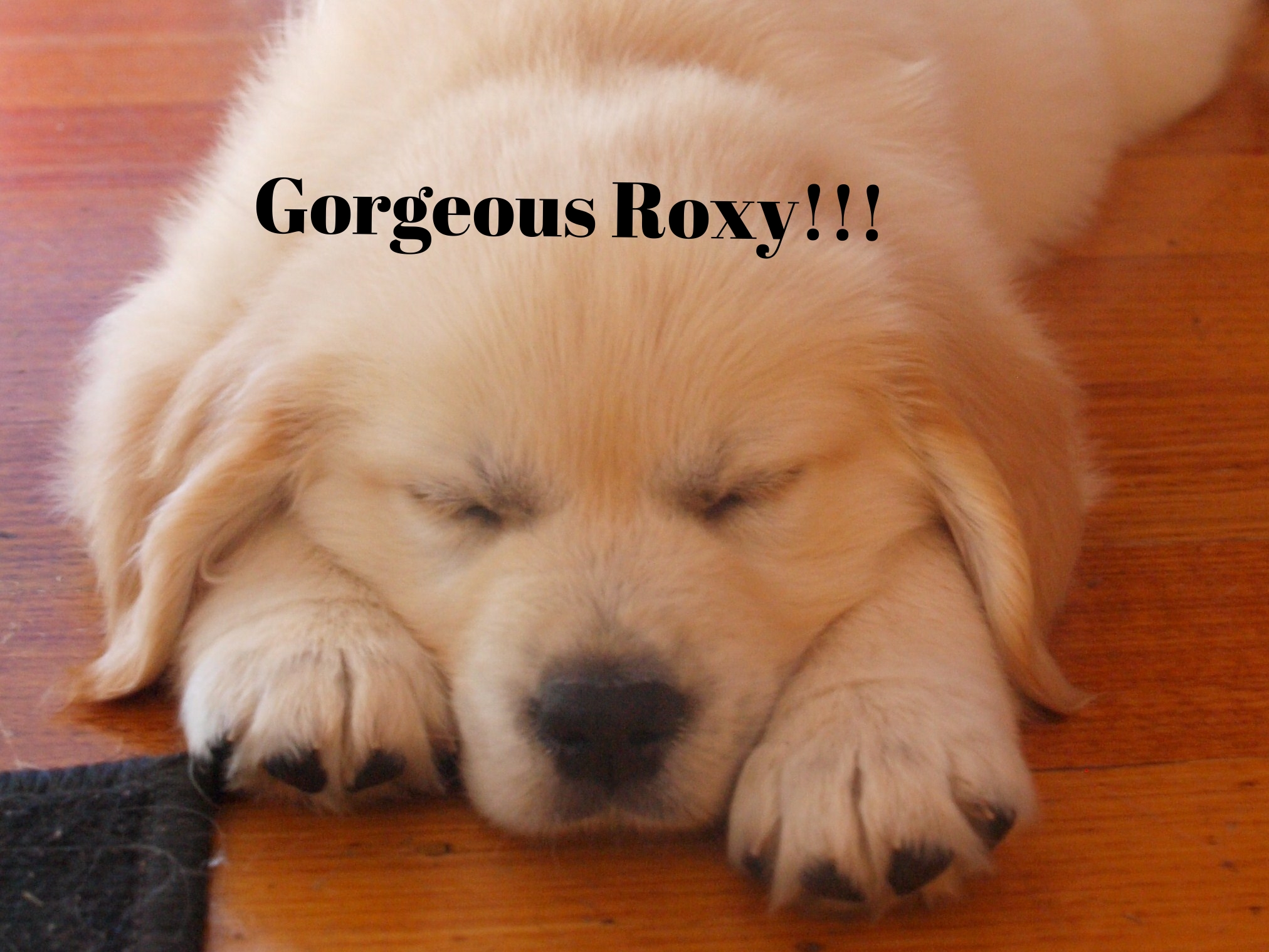 Roxy 4.jpg