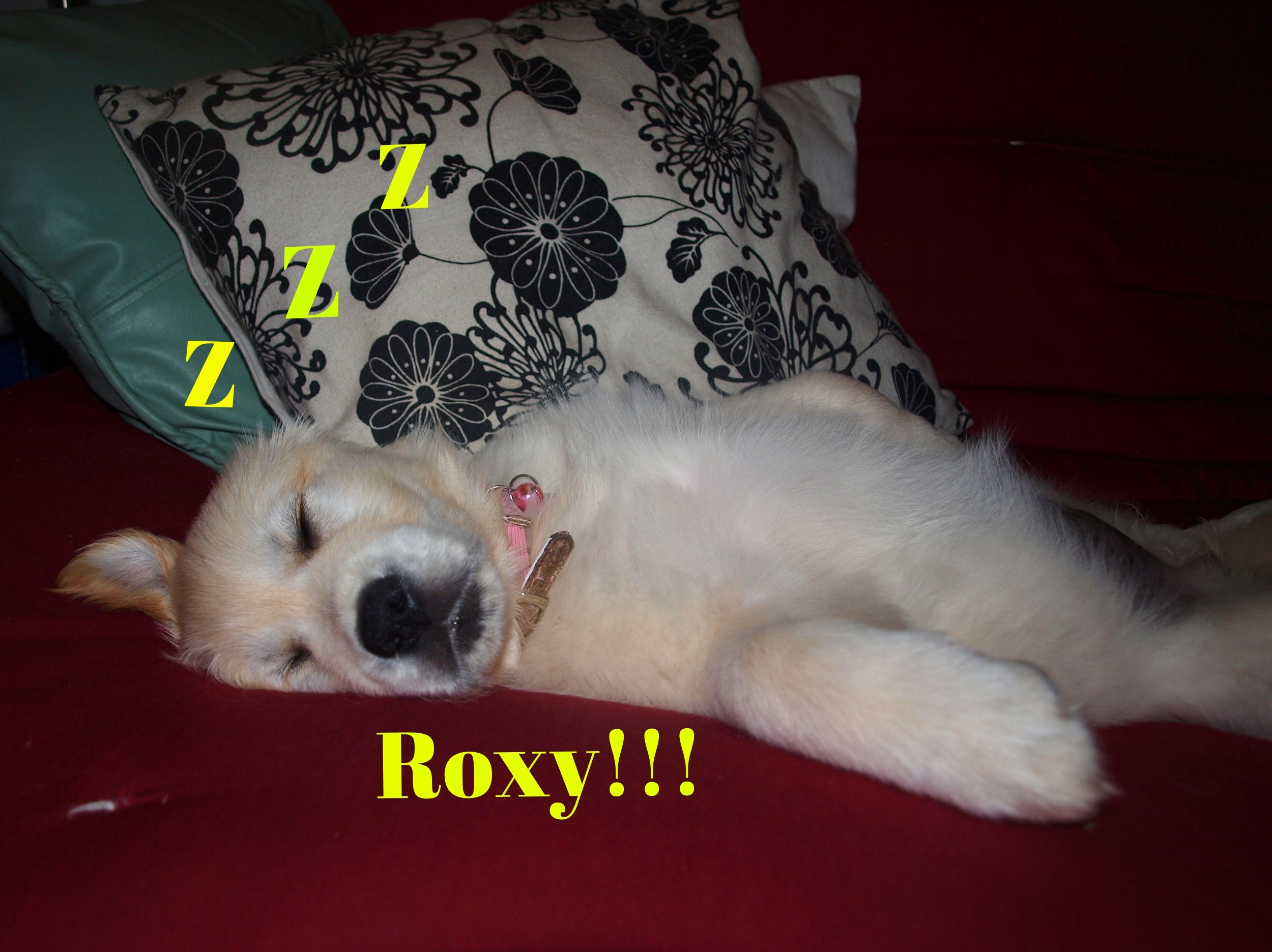 roxy.jpg