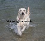 Ava going for a swim.jpg
