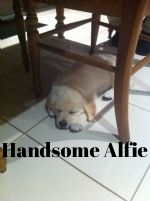 Beautiful Alfie.jpg