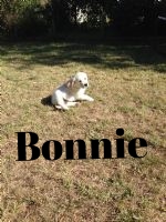 Beautiful Bonnie enjoying the sunshine.jpg