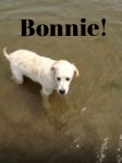 Beautiful Bonnie in the water (2).jpg