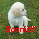 Beautiful Bonnie lee.jpg