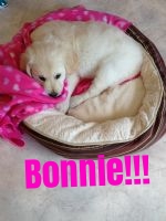 Beautiful bonnie settling in with her new family.jpg