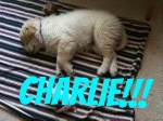 Beautiful Charli taking a Nap..jpg