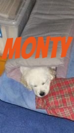 Beautiful Monty.jpg