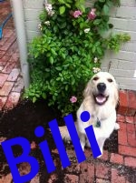 billi's gardening skills!.jpg