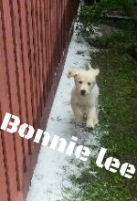 Bonnie lee playing in the snow.jpg