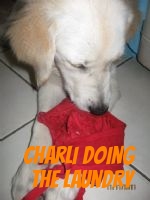 Charli settling in well at her New Home already helping with the laundry.jpg