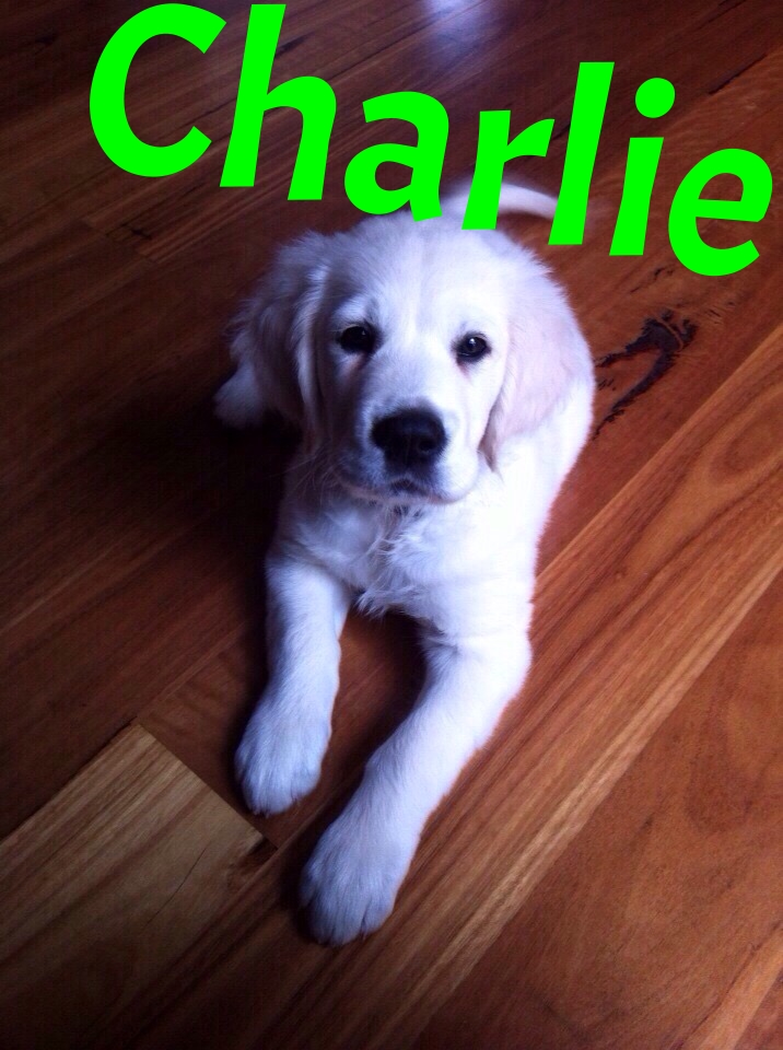 charlie (2).JPG