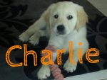 charlie!!!.jpg