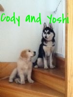 Cody and Yoshi best of friends..jpg