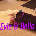 Evie and bella making friends.jpg
