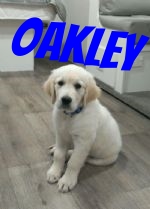 Good looking Oakley.jpg