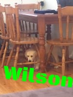 Good Looking Wilson.jpg