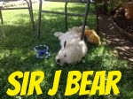 Good-Looking Sir Jeffrey bear.jpg