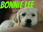 Gorgeous Bonnie Lee (2).jpg