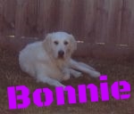 Gorgeous Bonnie.jpg