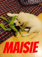 Gorgeous Maisie playing with her toy.jpg
