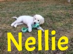 gorgeous Nellie (2).jpg