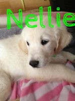 Gorgeous Nellie.jpg