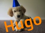 Handsome Hugo.jpg