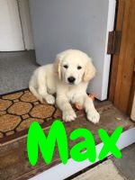 Handsome Max (2).jpg