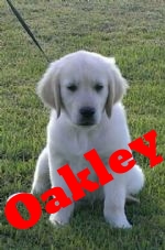 handsome Oakley (2).jpg