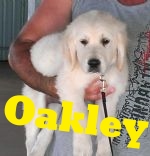 Handsome Oakley having a cuddle.jpg